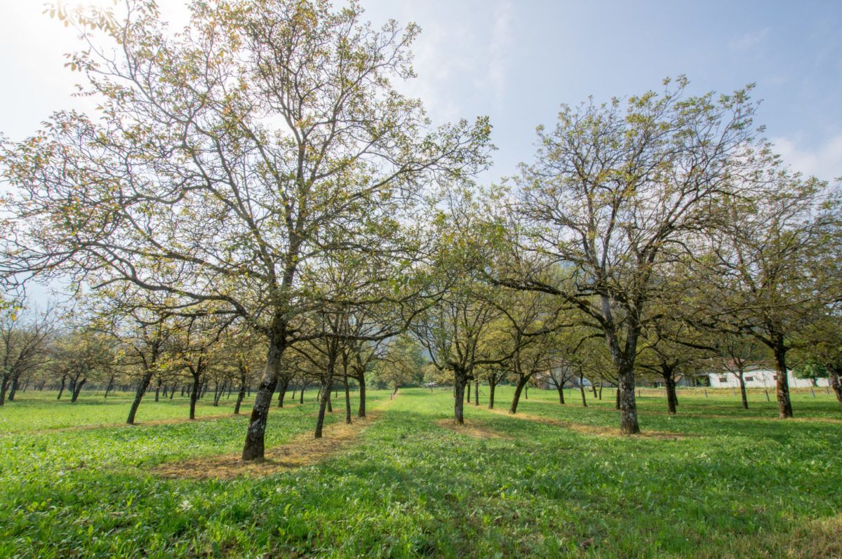 Les noix de Grenoble